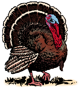 Illustration of turkey