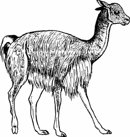 Illustration of vicuña