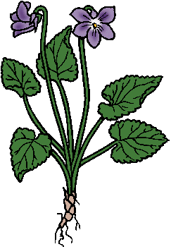 Illustration of violet