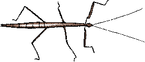 Illustration of walking stick