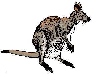 Illustration of wallaby