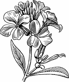 Illustration of wallflower