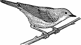 Illustration of warbler