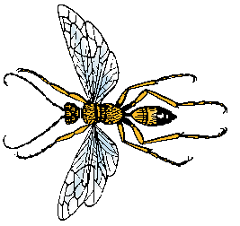 Illustration of wasp
