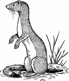 Illustration of weasel