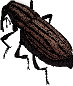 Illustration of weevil