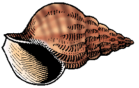 Illustration of whelk