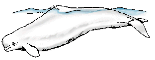 Illustration of beluga