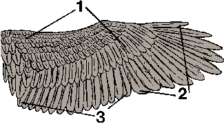 Illustration of wing