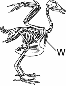 Illustration of wishbone