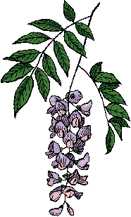 Illustration of wisteria