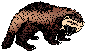 Illustration of wolverine