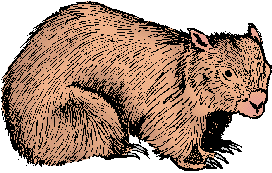 Illustration of wombat