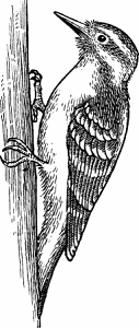 Illustration of woodpecker