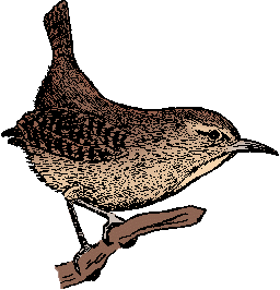 Illustration of wren