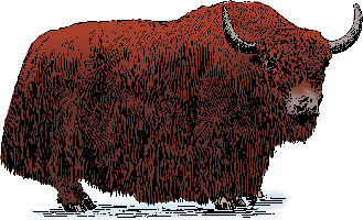Illustration of yak