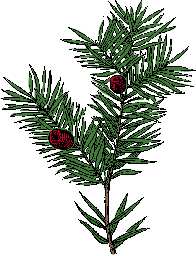 Illustration of yew