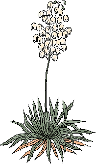 Illustration of yucca