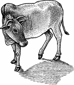 Illustration of zebu